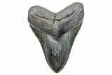 Serrated, Fossil Megalodon Tooth - South Carolina #285004-1